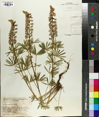 Lupinus argenteus var. laxiflorus image