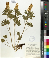 Lupinus argenteus var. laxiflorus image