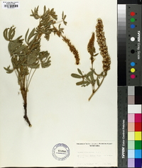 Lupinus leucophyllus image