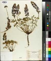 Lupinus minimus image