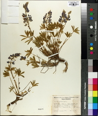 Lupinus minimus image