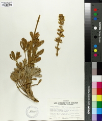 Lupinus peirsonii image