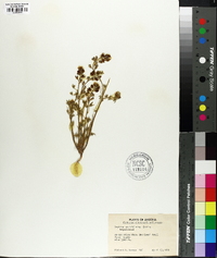 Lupinus sparsiflorus image