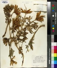 Lupinus subcarnosus image