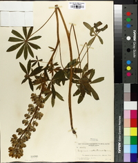 Lupinus nootkatensis image