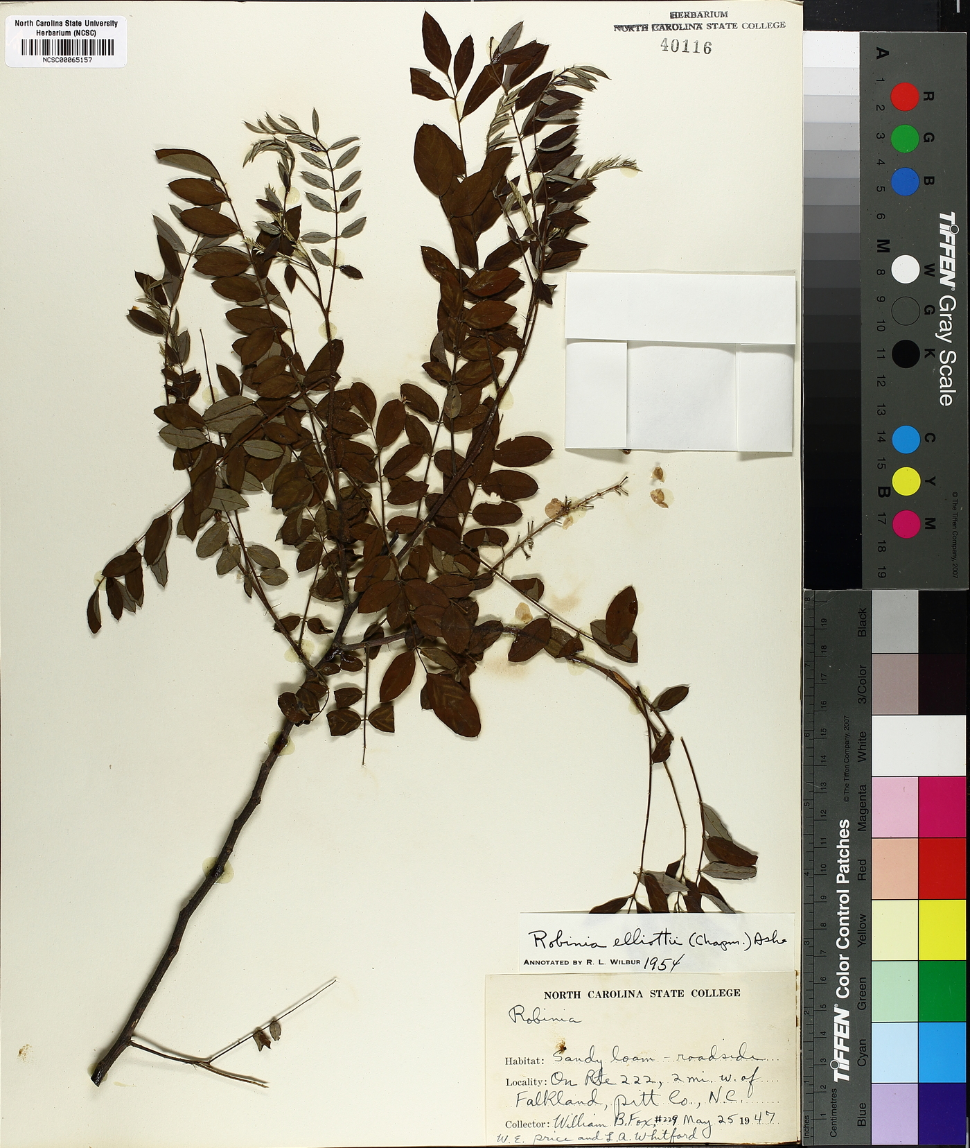 Robinia elliottii image