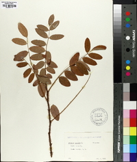 Robinia hispida image