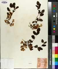 Robinia hispida image