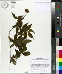 Diervilla sessilifolia var. rivularis image