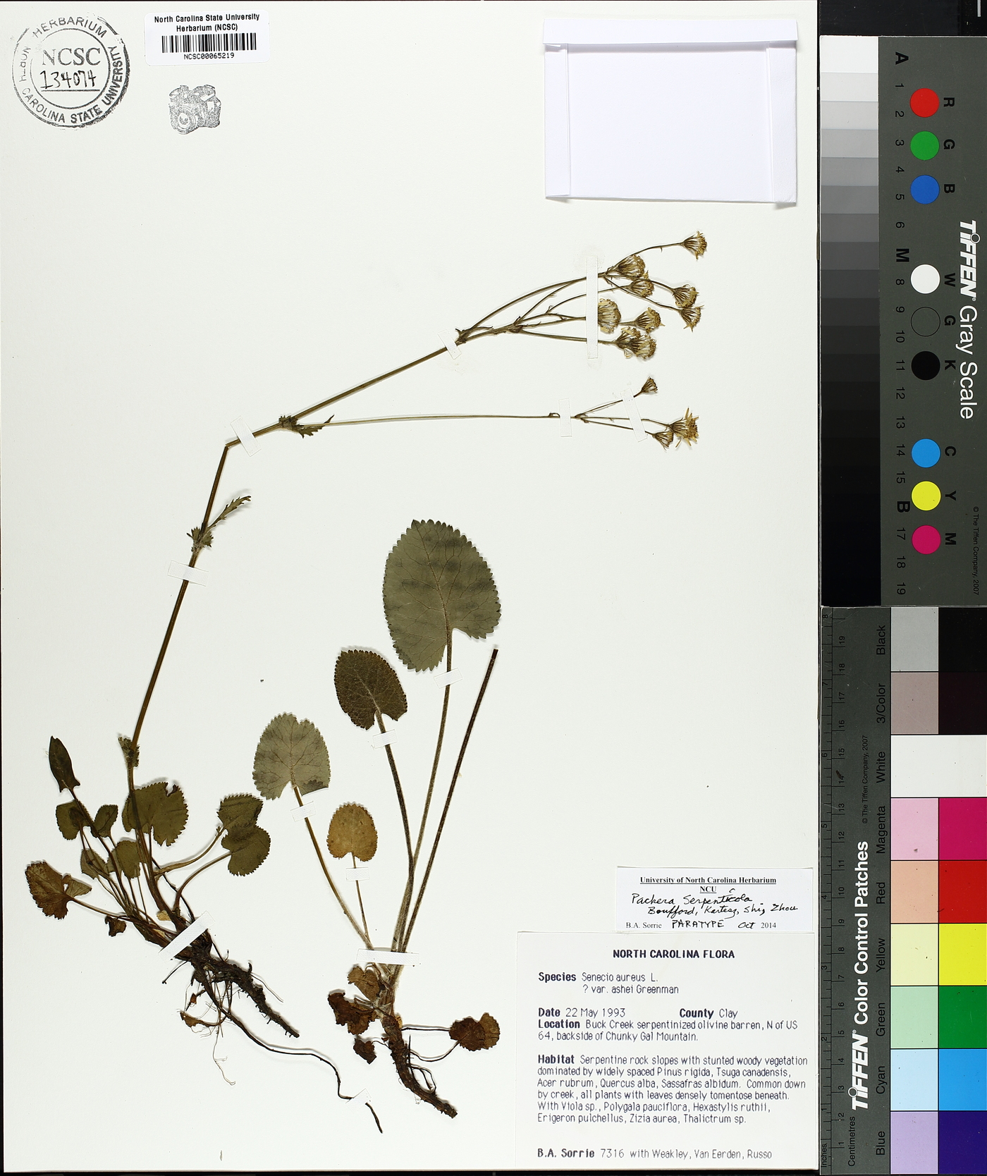 Packera serpenticola image
