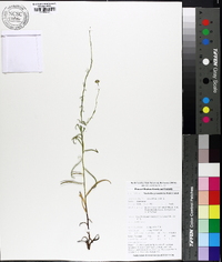 Marshallia graminifolia image