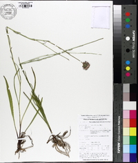 Marshallia graminifolia image