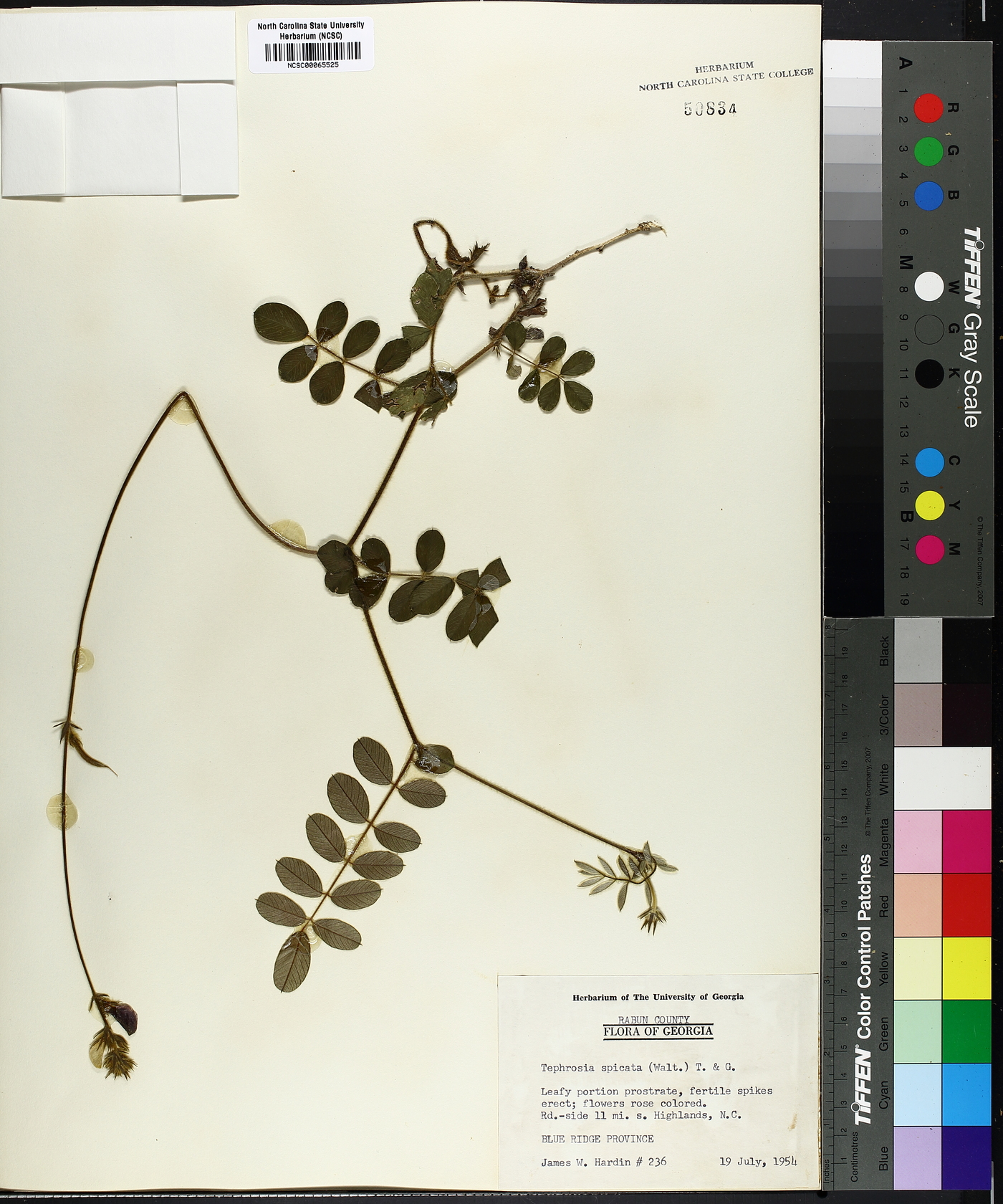 Tephrosia spicata image