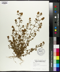 Trifolium arvense image