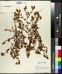 Trifolium arvense image