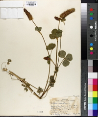 Trifolium incarnatum image