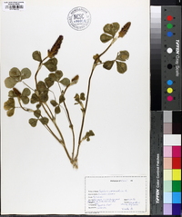 Trifolium incarnatum image