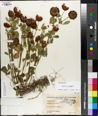 Trifolium reflexum image