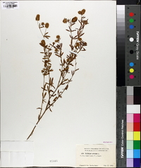 Trifolium arvense image