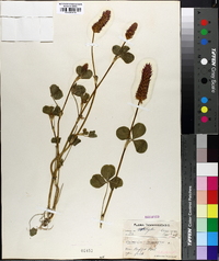 Trifolium incarnatum image