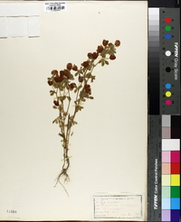 Trifolium aureum image