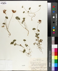 Trifolium amphianthum image