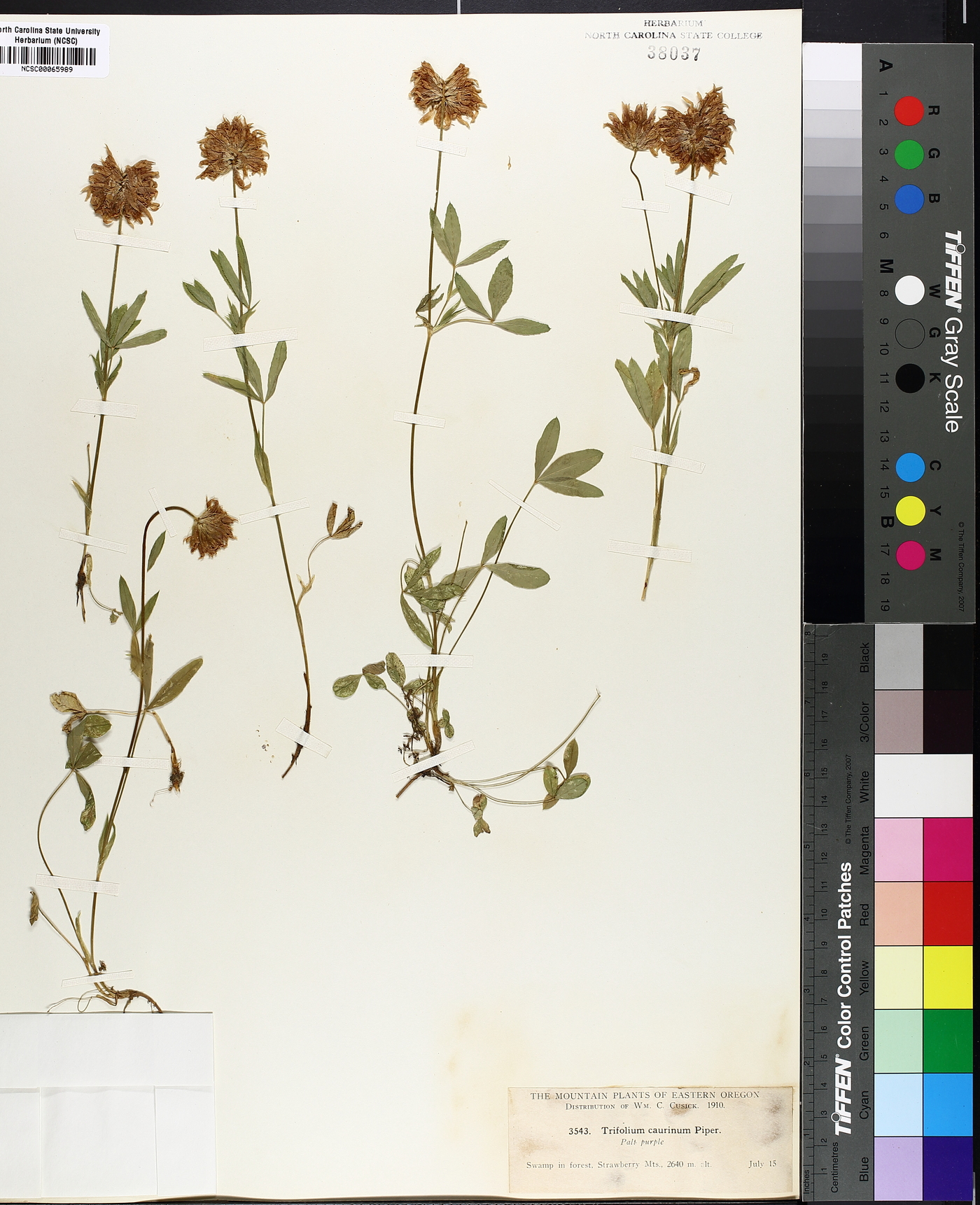 Trifolium caurinum image