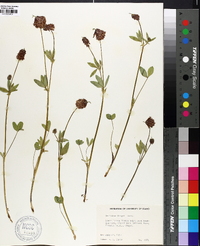 Trifolium kingii image