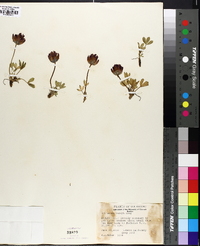 Trifolium parryi image