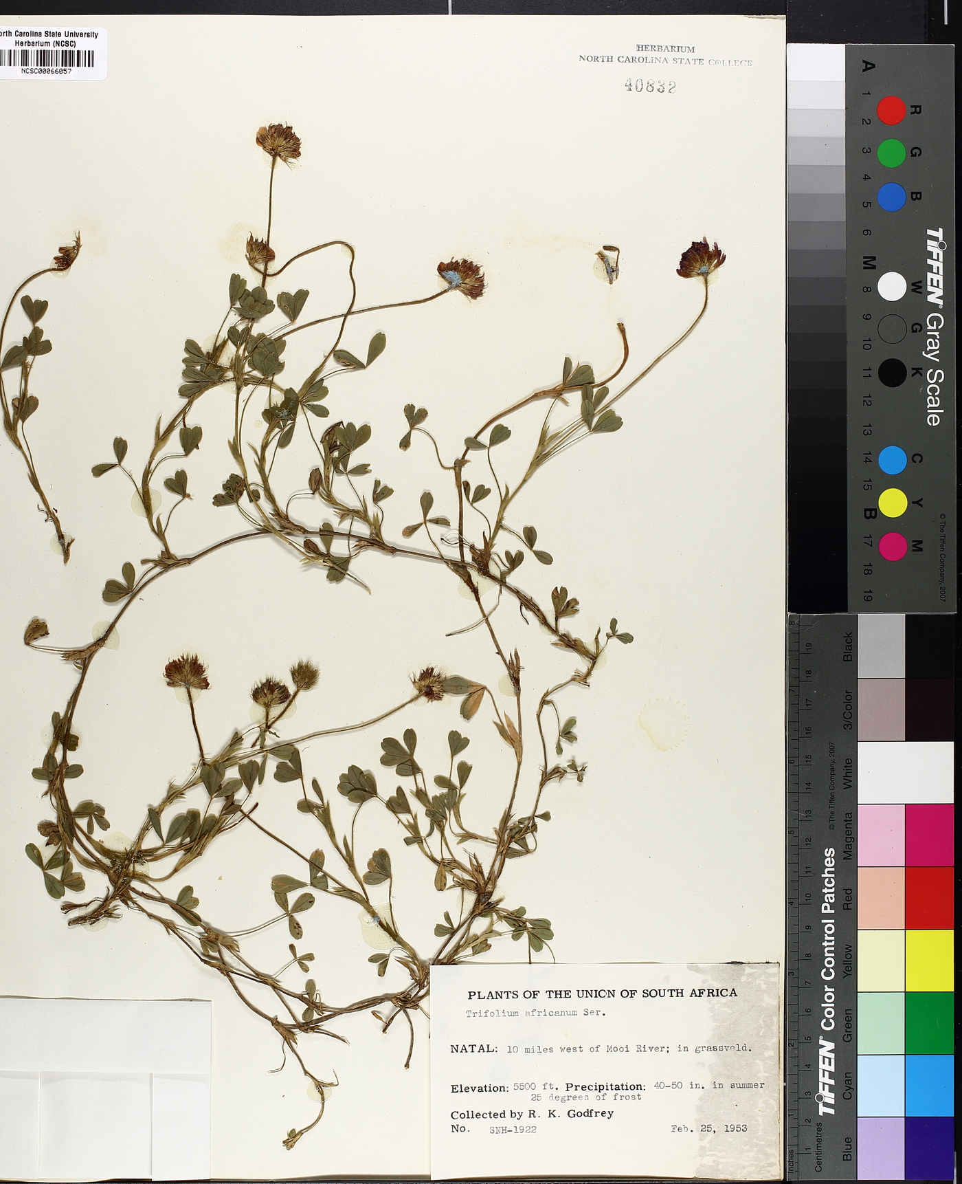 Trifolium africanum image