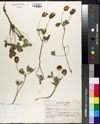 Trifolium ambiguum image