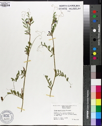 Vicia sativa subsp. nigra image