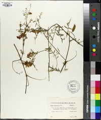 Vicia villosa subsp. varia image