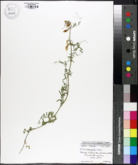 Vicia grandiflora image