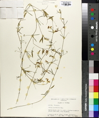 Vicia acutifolia image