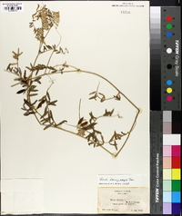 Vicia villosa subsp. varia image