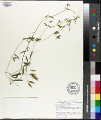 Vicia floridana image