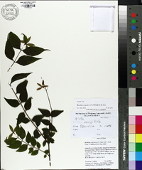 Image of Buckleya angulosa