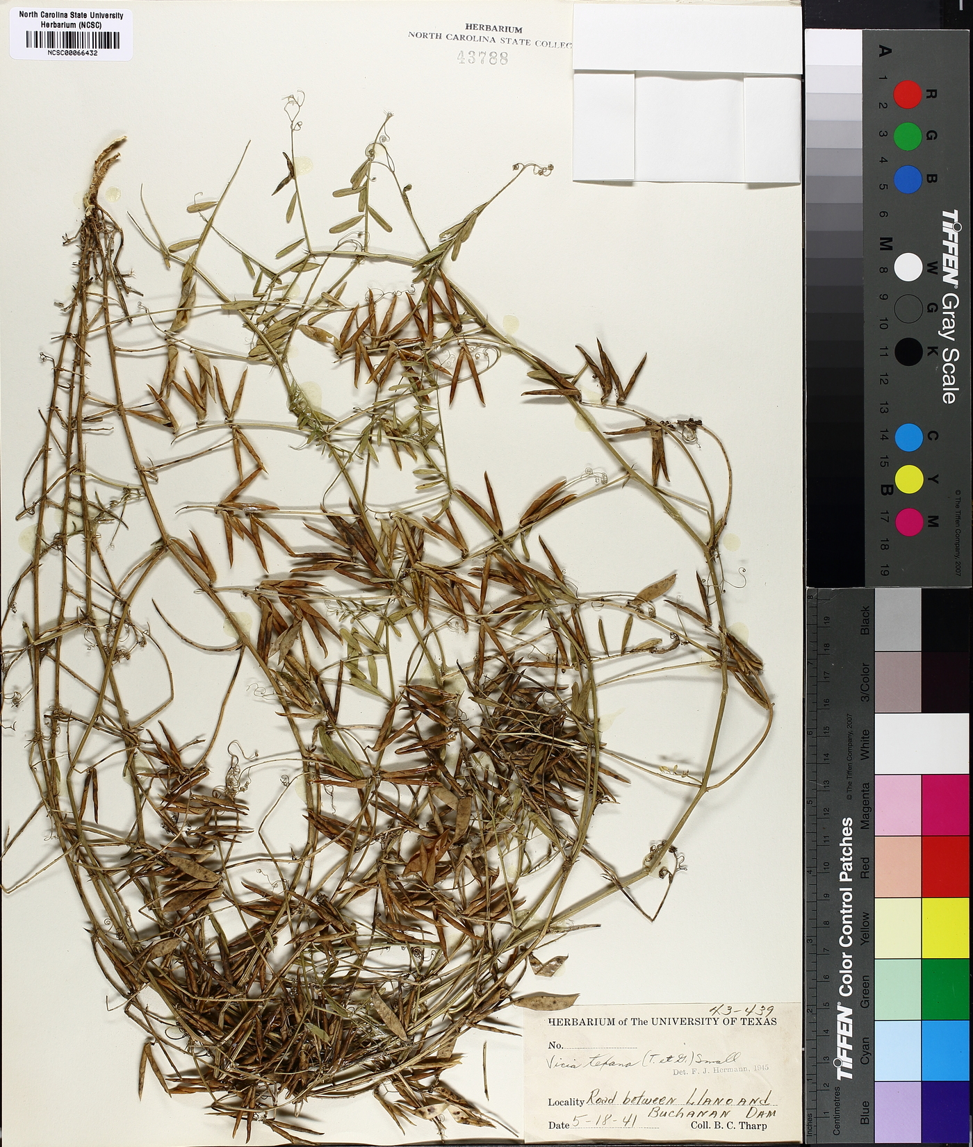Vicia ludoviciana var. ludoviciana image