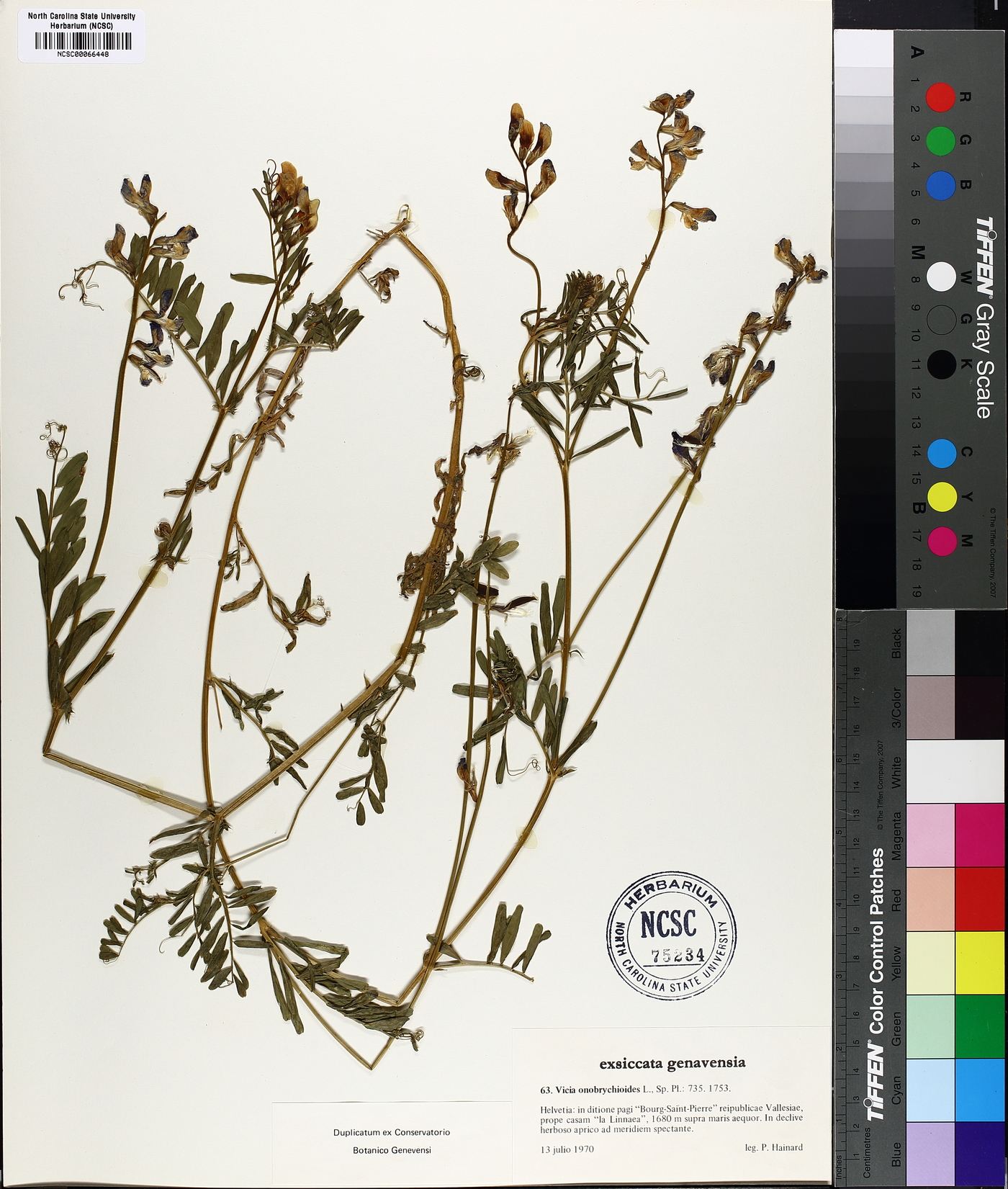 Vicia onobrychioides image