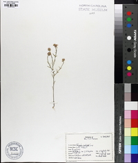 Polygala curtissii image