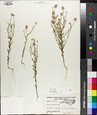 Polygala curtissii image