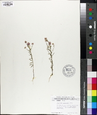 Polygala curtissii image