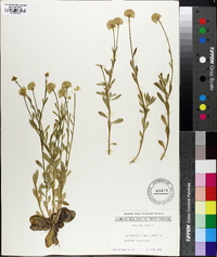 Polygala lutea image