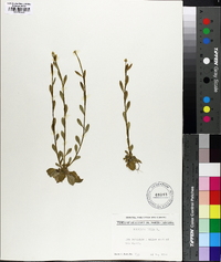 Polygala lutea image