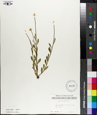 Polygala lutea image