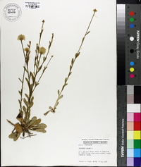 Polygala lutea image