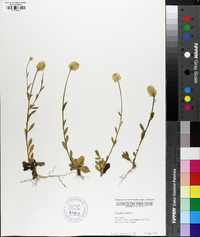 Polygala lutea image