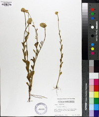 Polygala lutea image