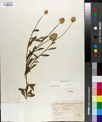 Polygala lutea image